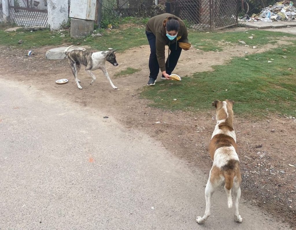 Volunteers feed starving street dogs in&nbsp;lucknow
