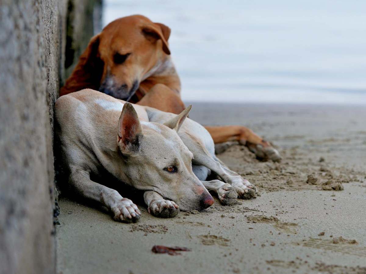 Stop the Dog Death Sentence: Implement ABC, Not Permanent&nbsp;Captivity